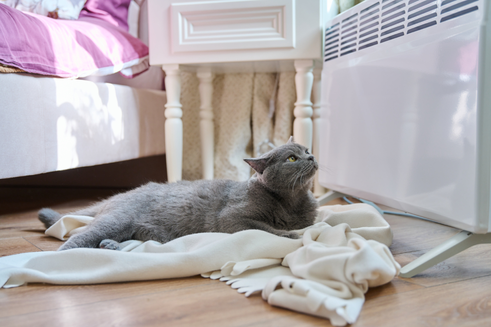 domestic cat at home near the heating radiator