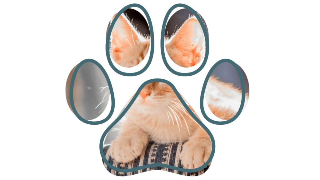 vet near me Mount Berry Animal Hospital Rome GA pet boarding services