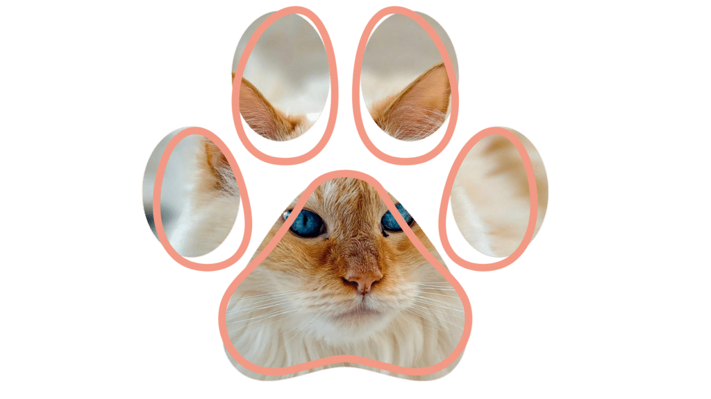 vet near me Mount Berry Animal Hospital Rome GA veterinarian checkup