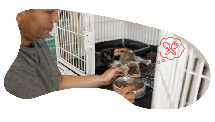  Shelter pet wellness exam at Mount Berry Animal Hospital in Rome, GA 