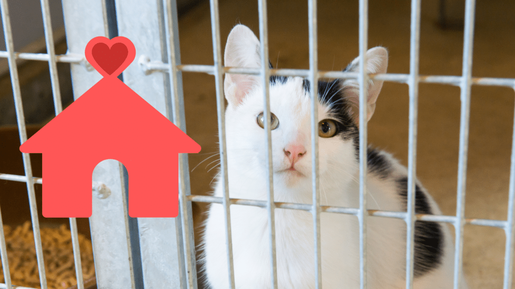 Adopting a shelter cat in Rome, GA