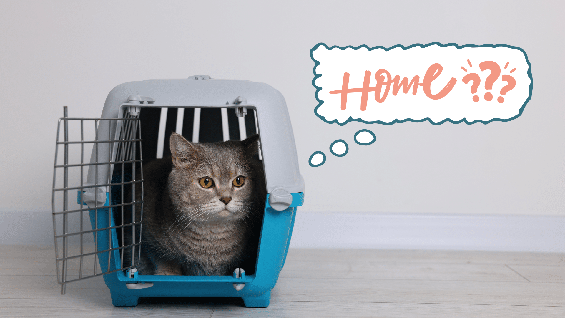 New cat in a carrier preparing to go home with guidance from Mount Berry Animal Hospital in Rome, GA